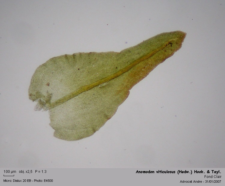 Anomodon viticulosus (Hedw.)Hook.&Taylor #47731
