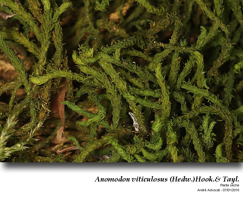 Anomodon viticulosus (Hedw.)Hook.&Taylor #47729