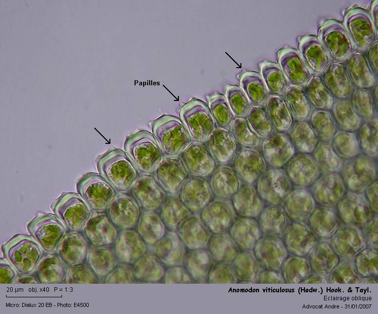 Anomodon viticulosus (Hedw.)Hook.&Taylor #47751