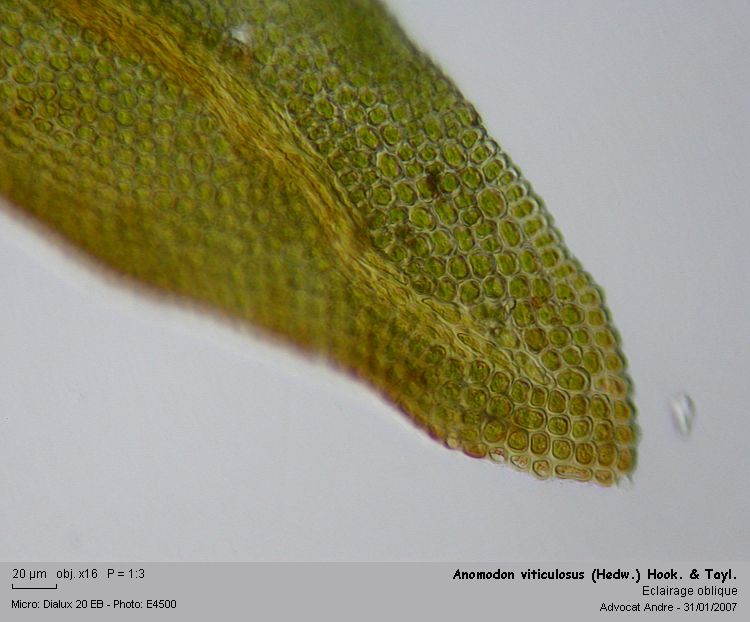Anomodon viticulosus (Hedw.)Hook.&Taylor #47732
