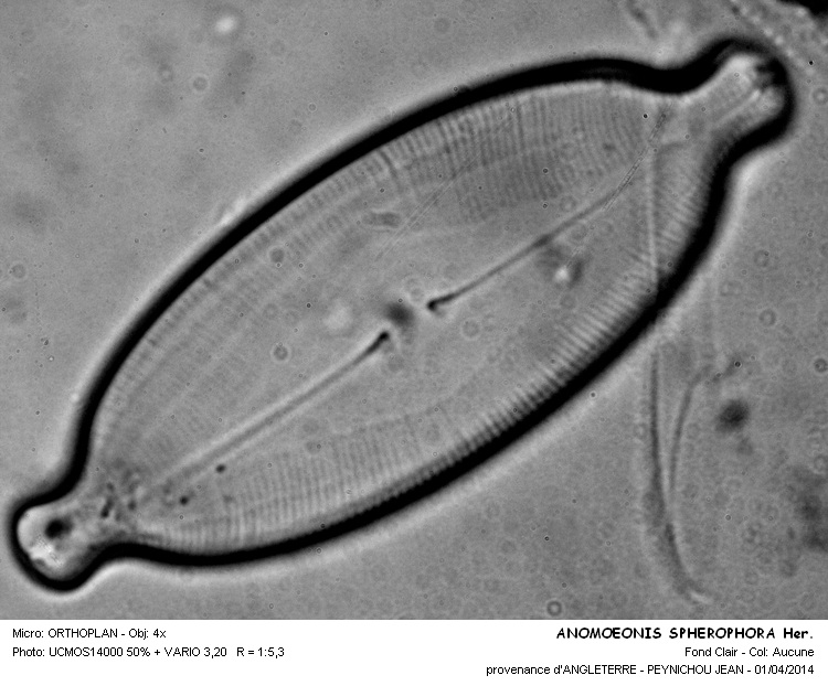 ANOMOENIS SPHEROPHORA Her. #37026