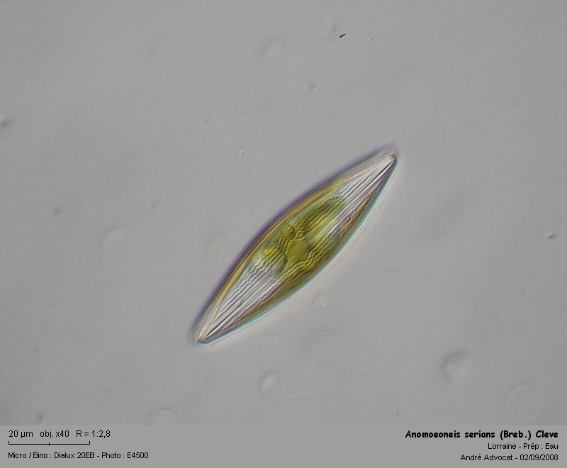 Anomoeoneis serians (Breb.) Cleve #5326