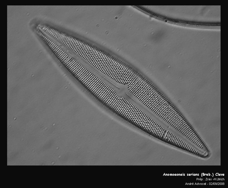 Anomoeoneis serians (Breb.) Cleve #5325