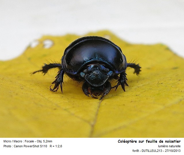 Anoplotrupes stercorosus #34495
