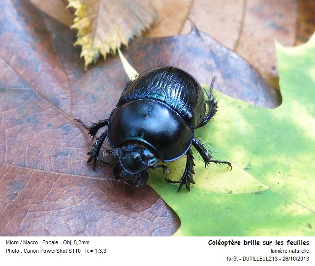 Anoplotrupes stercorosus #34494