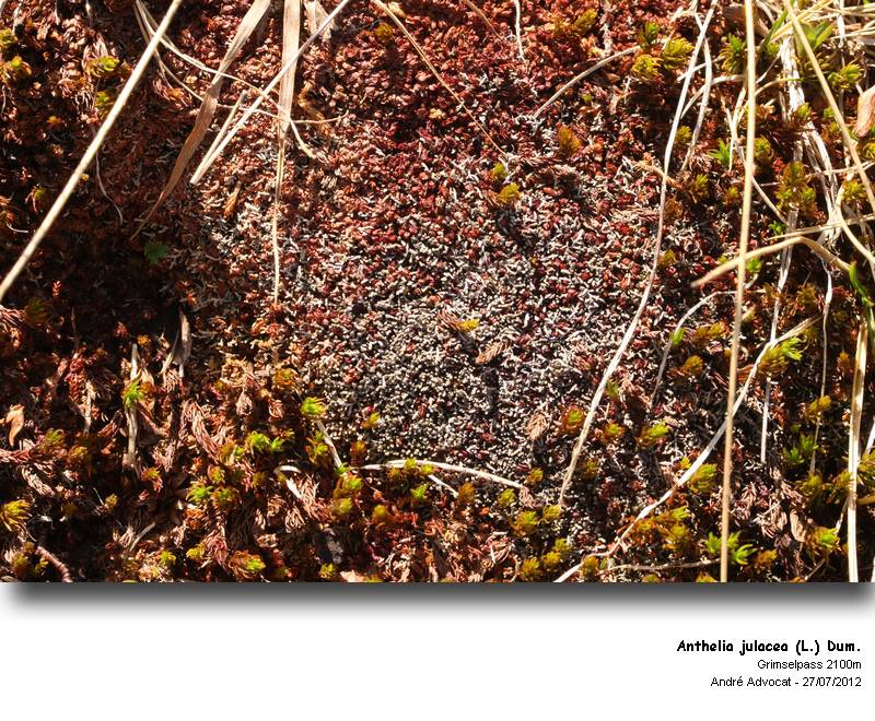 Anthelia julacea (L.) Dum. #28084