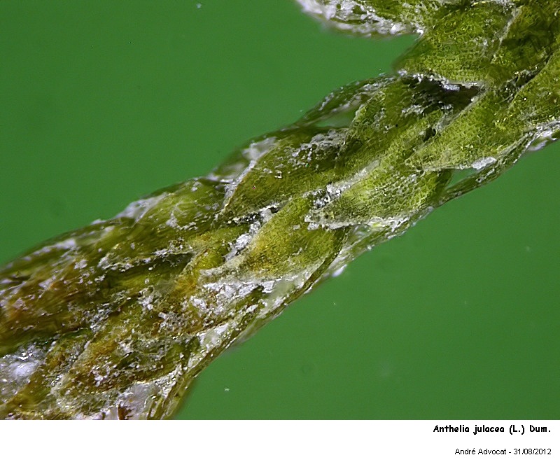 Anthelia julacea (L.) Dum. #28086