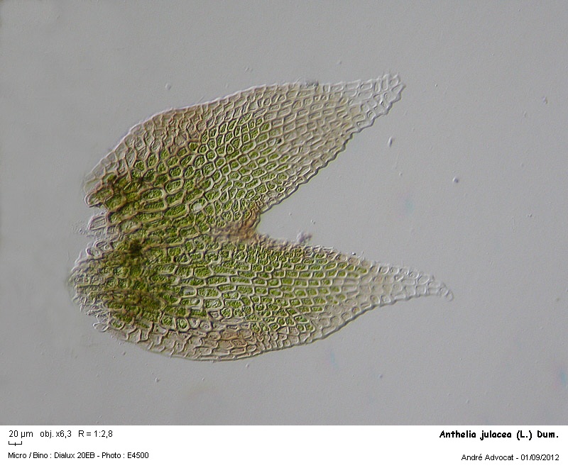 Anthelia julacea (L.) Dum. #28087