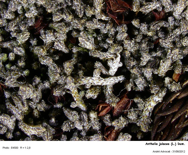 Anthelia julacea (L.) Dum. #28085