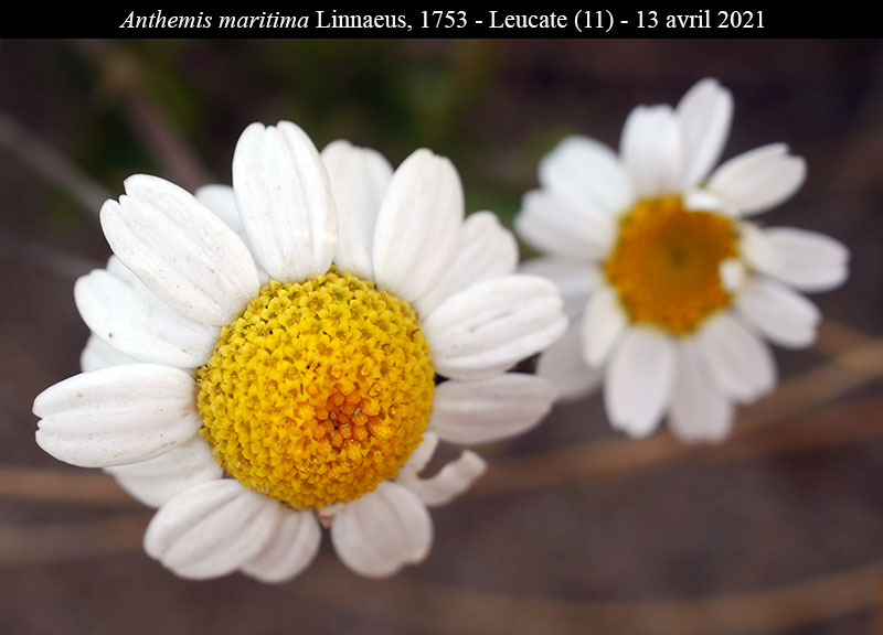 Anthemis maritima #66744