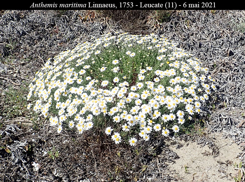 Anthemis maritima #66738