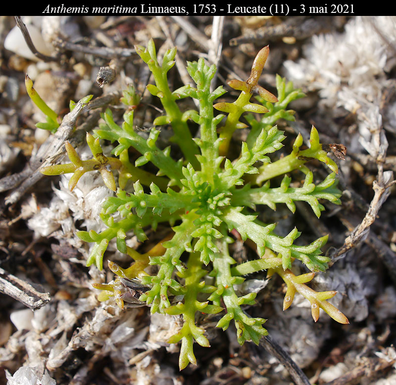 Anthemis maritima #66739