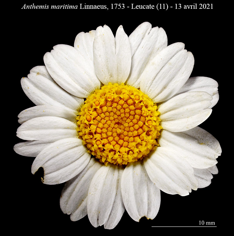 Anthemis maritima #66743