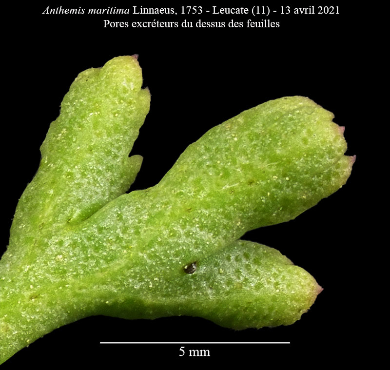 Anthemis maritima #66742