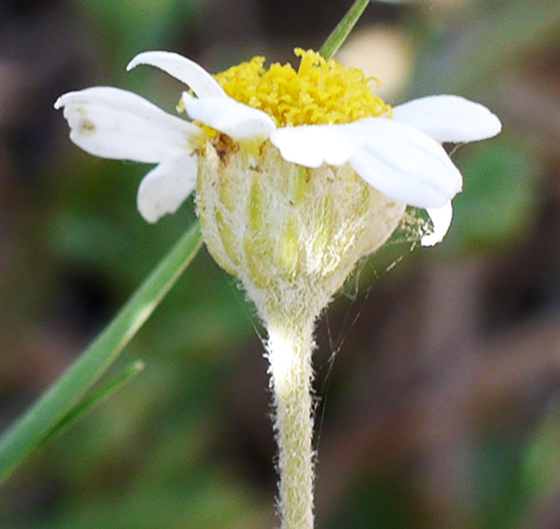 Anthemis maritima #55160