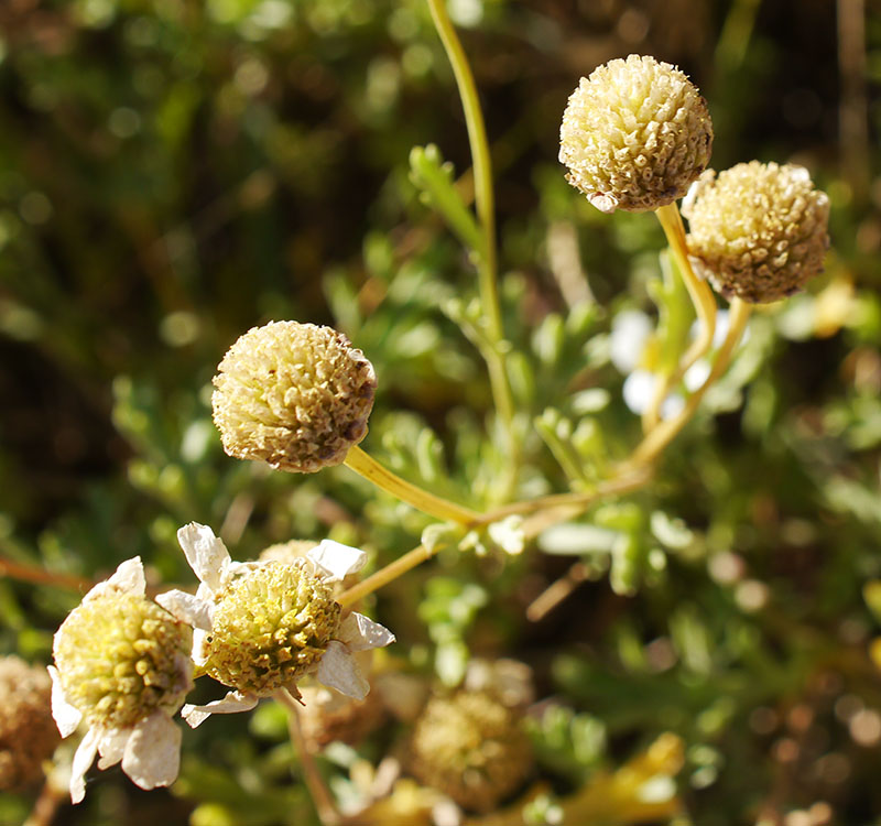 Anthemis maritima #55161