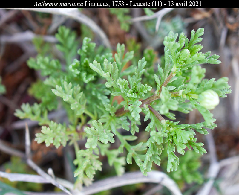 Anthemis maritima #66740