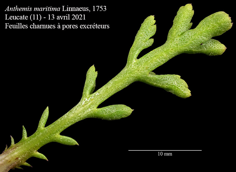 Anthemis maritima #66741