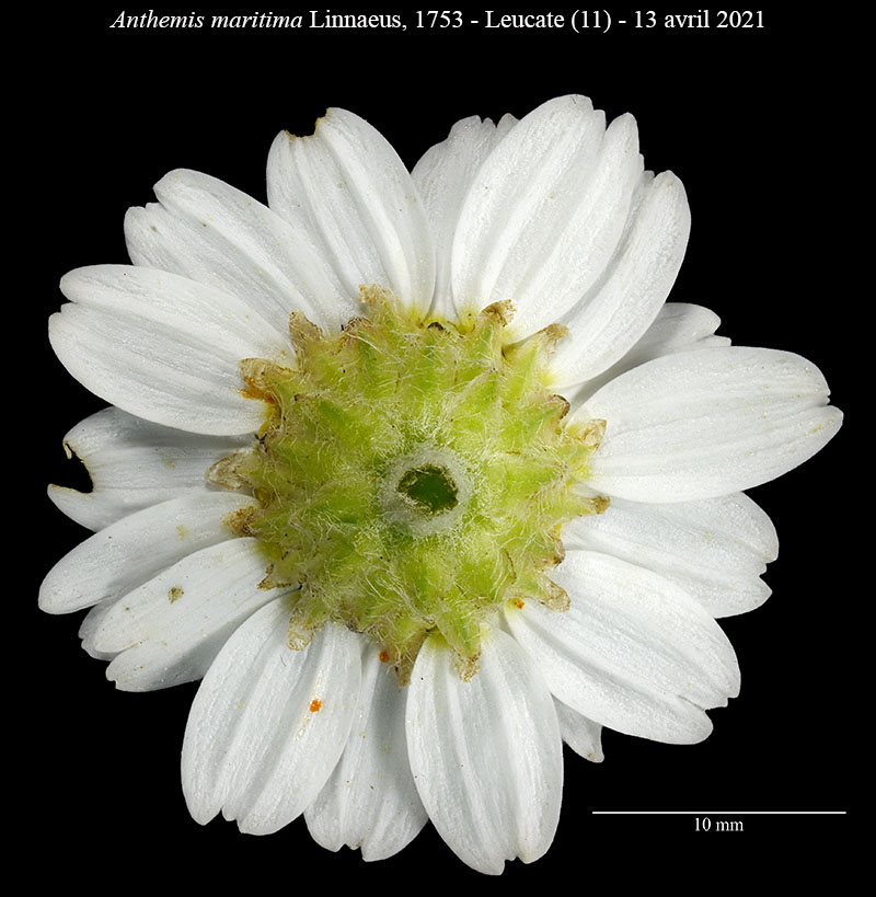 Anthemis maritima #66746