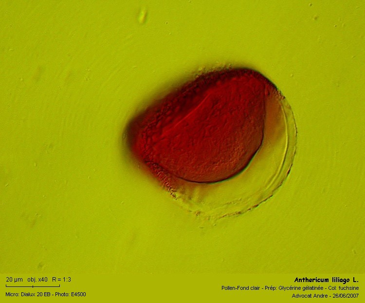Anthericum liliago L. #1879