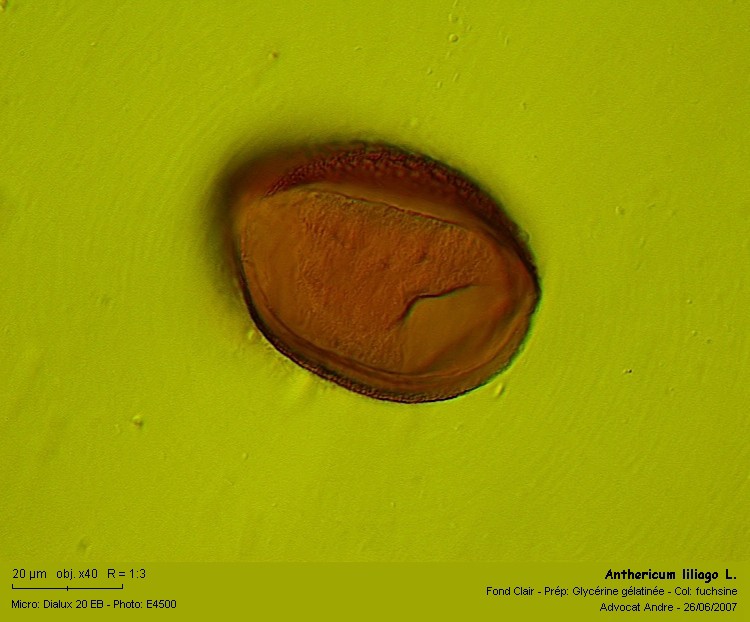 Anthericum liliago L. #1880