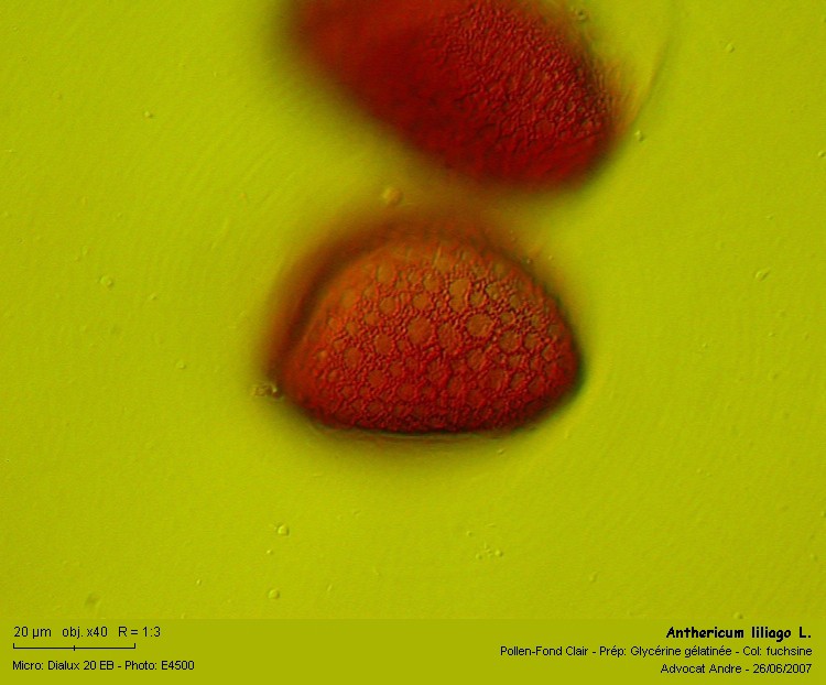 Anthericum liliago L. #1881