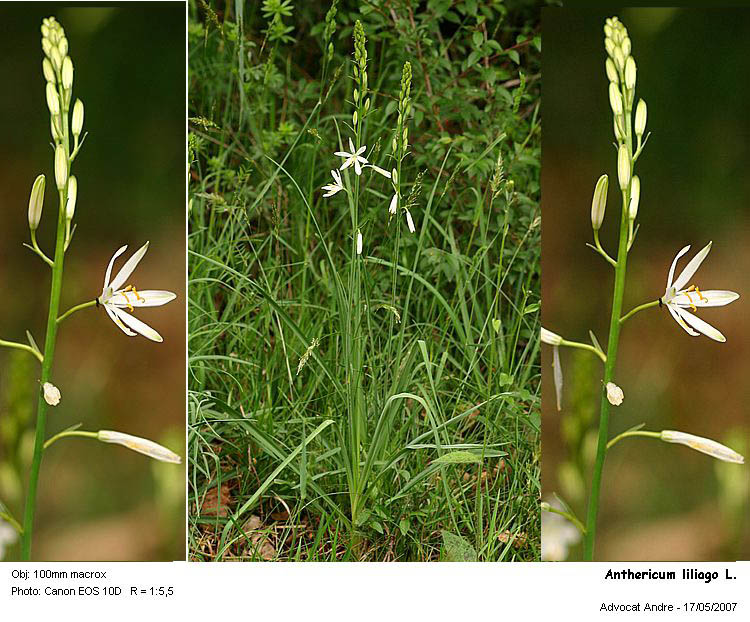 Anthericum liliago L. #1878