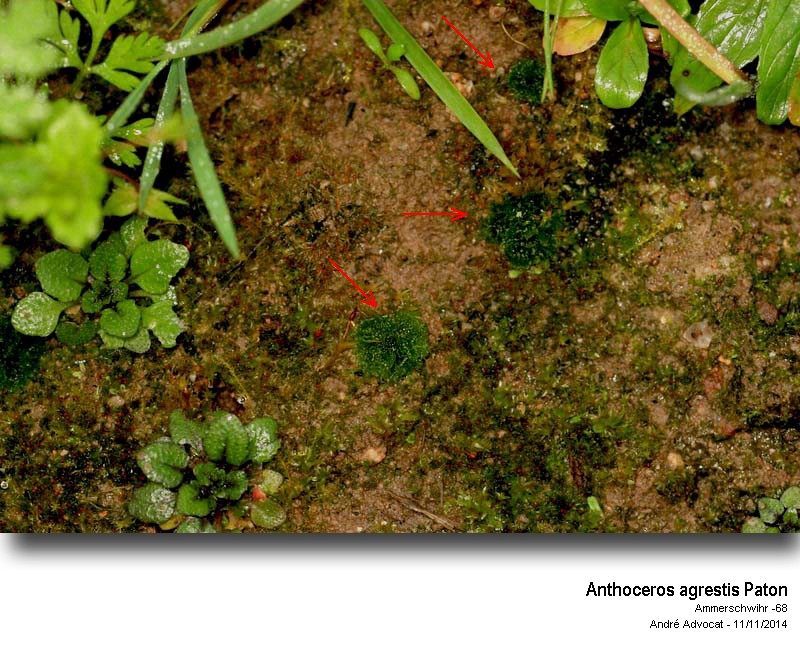 Anthoceros agrestis Paton #39689
