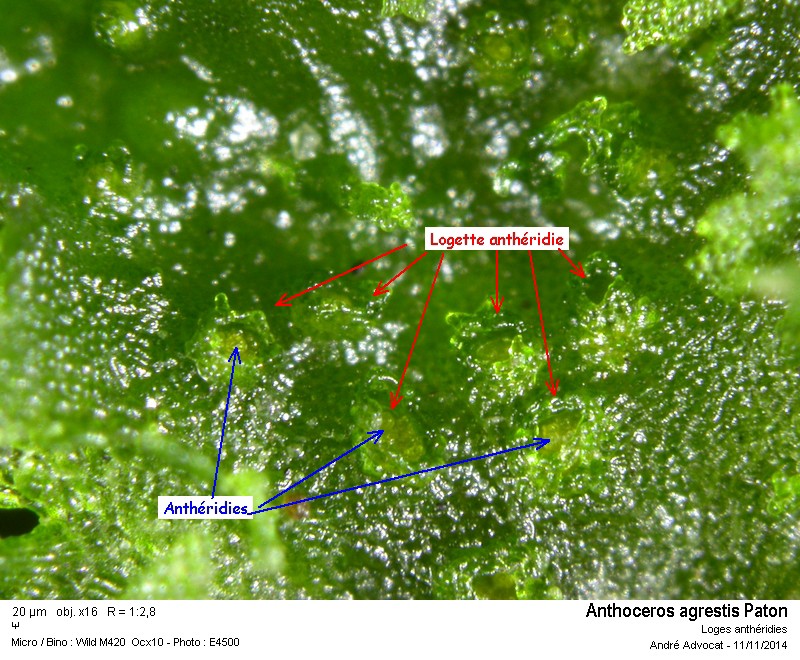 Anthoceros agrestis Paton #39691