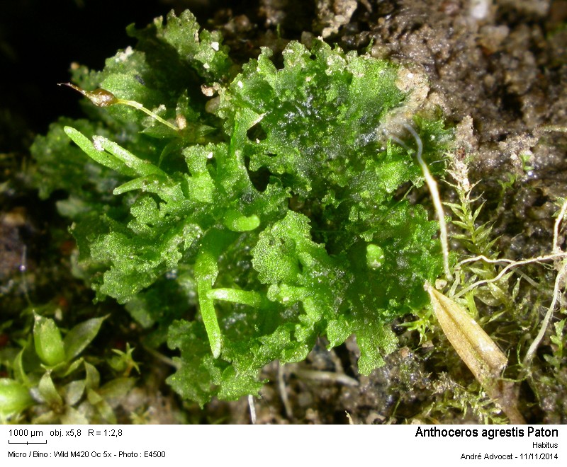 Anthoceros agrestis Paton #39690