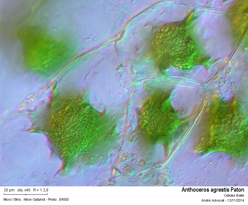 Anthoceros agrestis Paton #39693