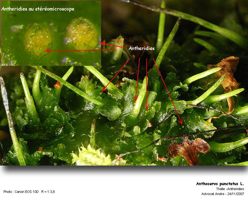 Anthoceros punctatus L. #952