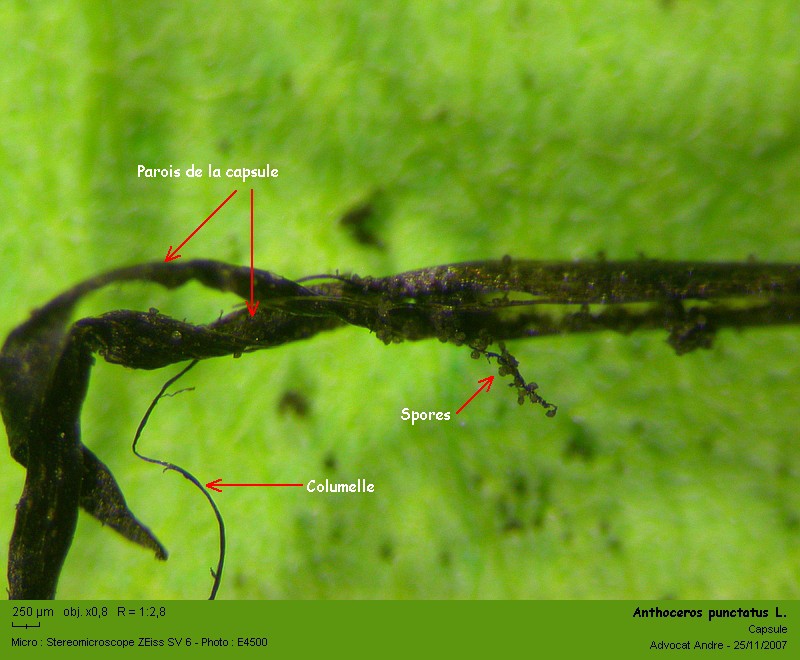Anthoceros punctatus L. #957