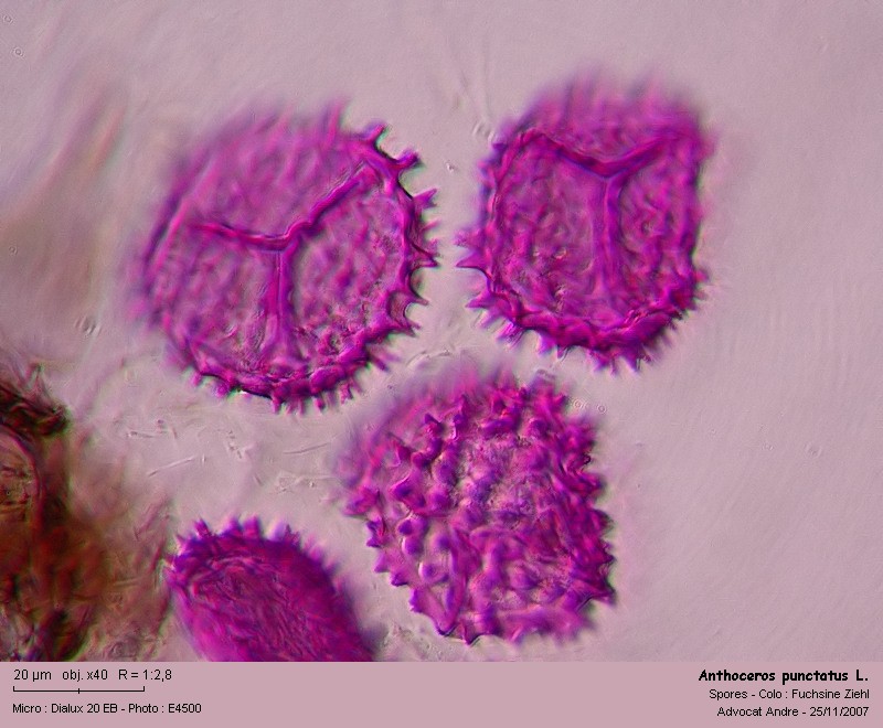 Anthoceros punctatus L. #959