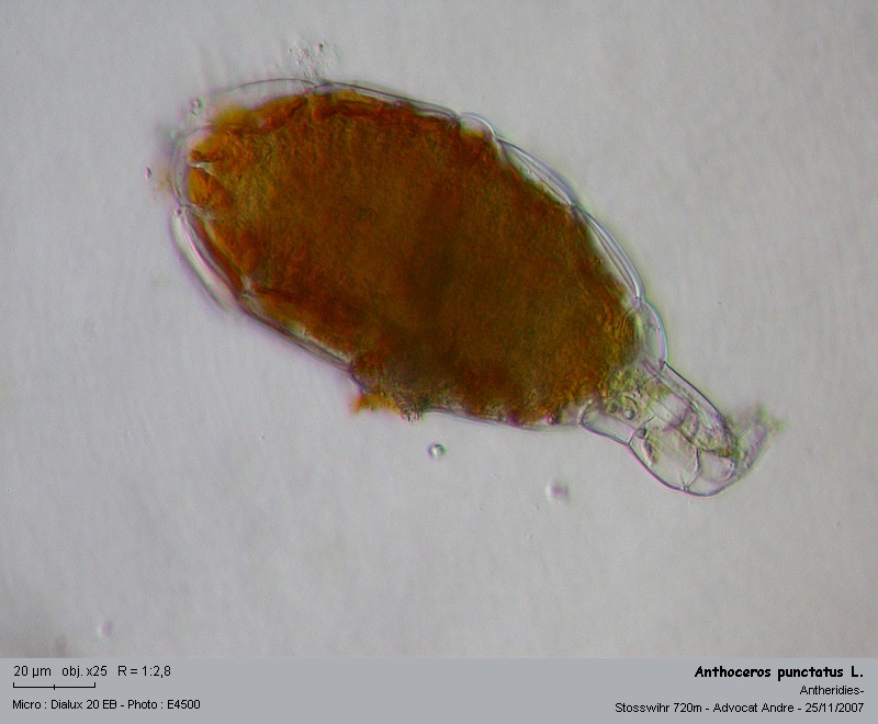 Anthoceros punctatus L. #954