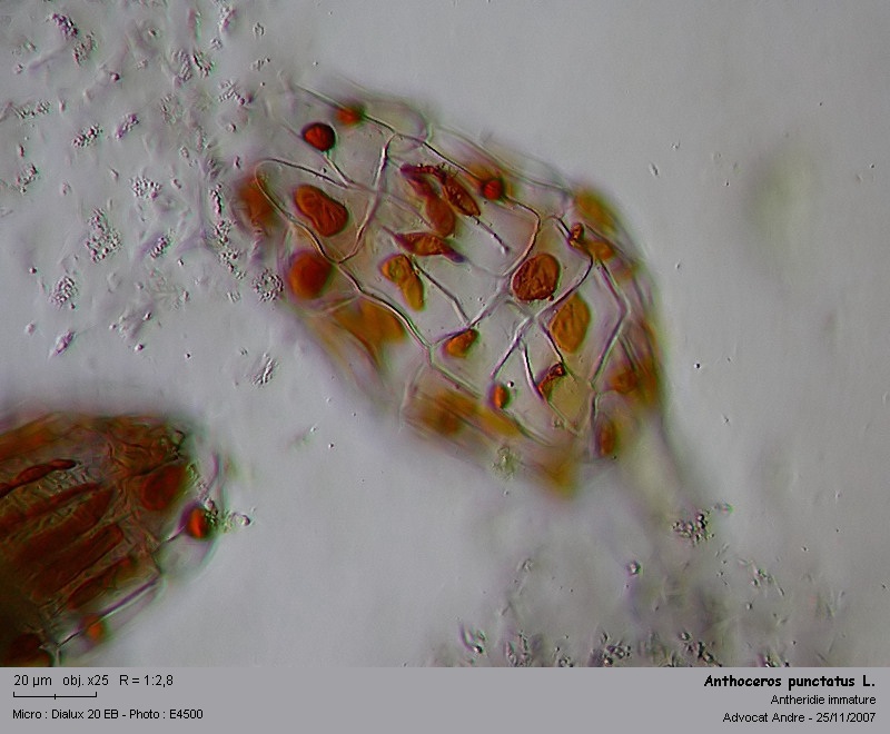 Anthoceros punctatus L. #953