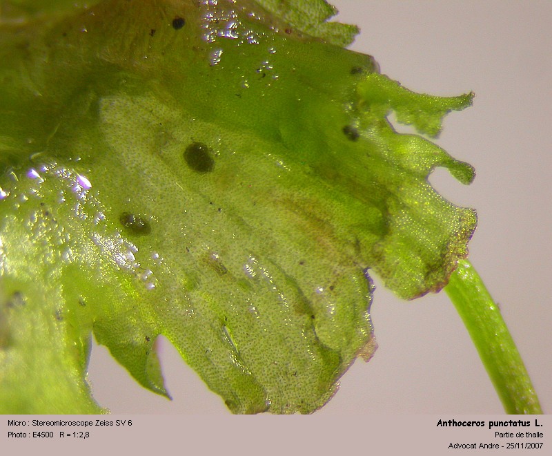 Anthoceros punctatus L. #960