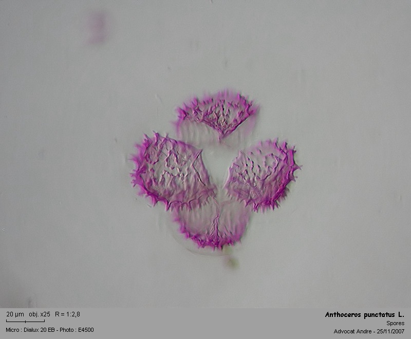 Anthoceros punctatus L. #958