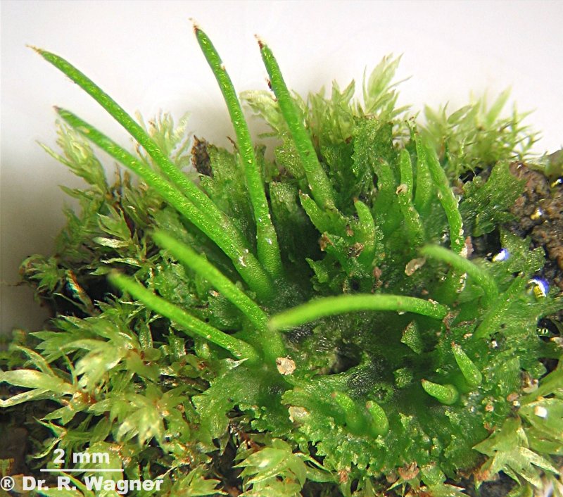 Anthoceros spec. #5114