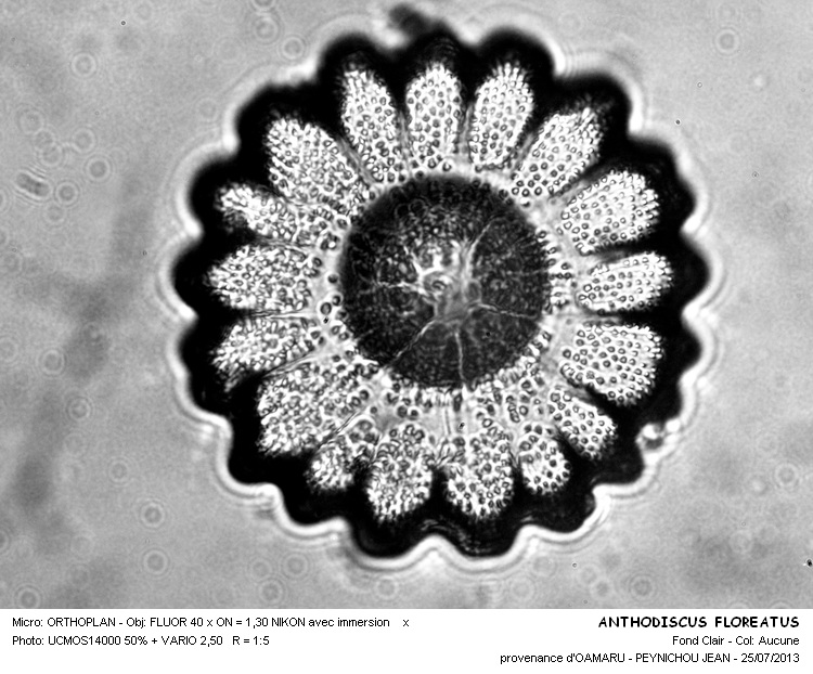 ANTHODISCINA FLOREATUS #32887