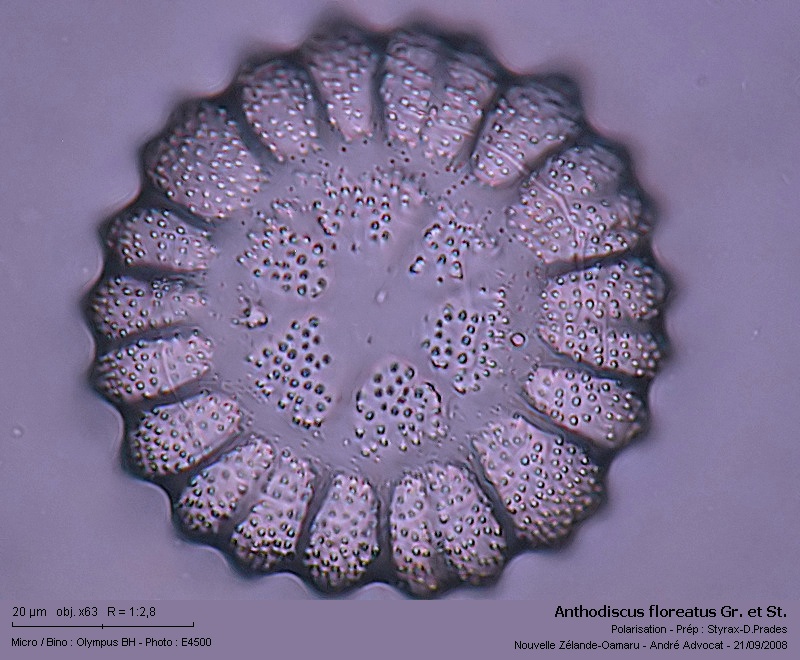 Anthodiscina floreatus (Gr. et St.)Silva = Anthodiscus f. #5661