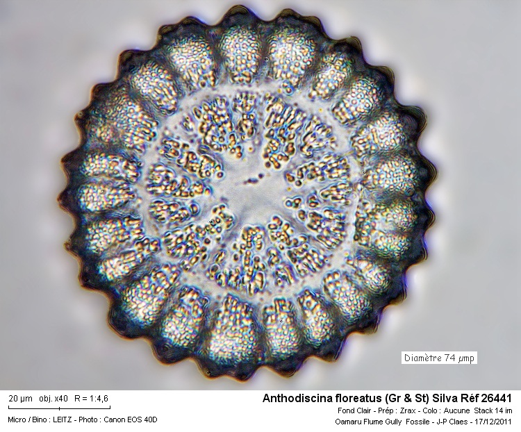 Anthodiscina Floreatus #25672