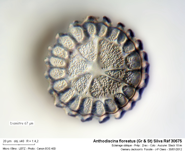 Anthodiscina Floreatus #25670
