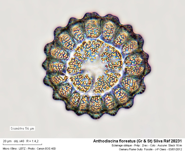 Anthodiscina Floreatus #25671