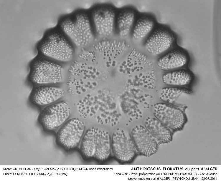 ANTHODISCUS FLORATUS du port d ALGER #38291