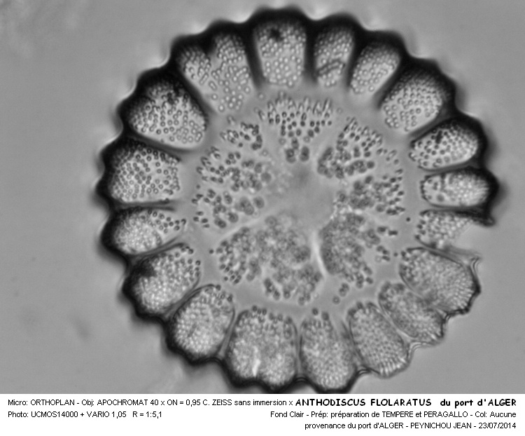 ANTHODISCUS FLORATUS du port d ALGER #38289