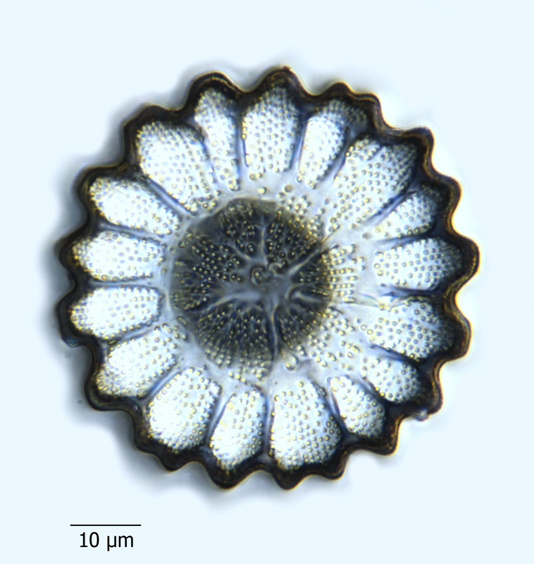 Anthodiscus floreatus #65914
