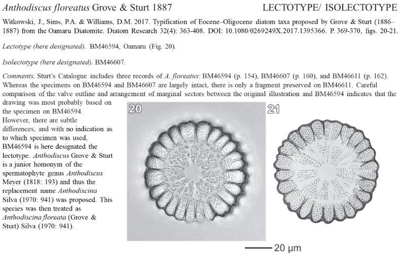 Anthodiscus floreatus #69121