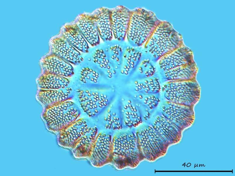 Anthodiscus floreatus #69120