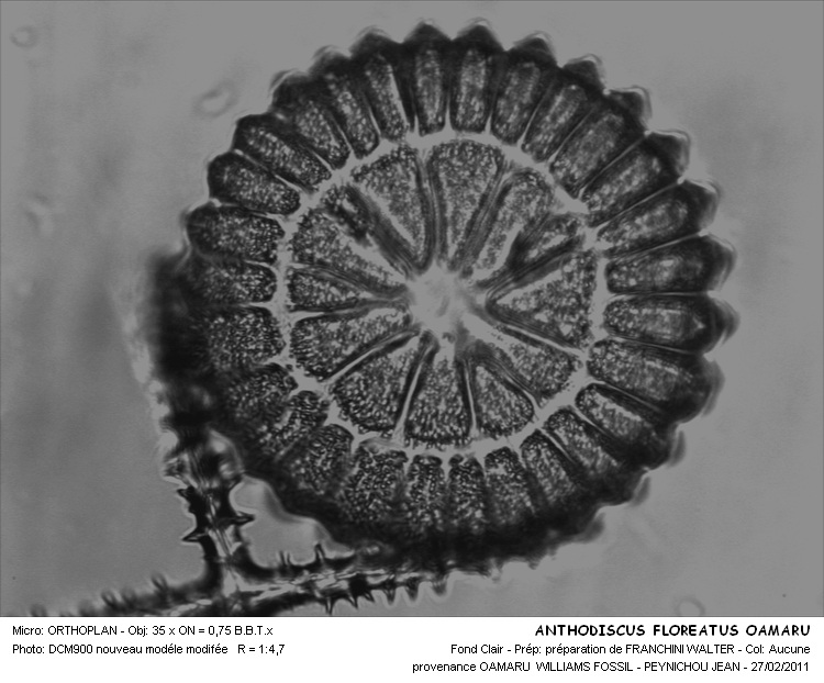 Anthodiscus floreatus Gr.& St. #20840